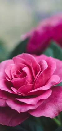 Flower Plant Grass Live Wallpaper