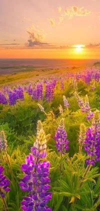 This live wallpaper features a beautiful field of purple flowers set against a stunning sunset backdrop