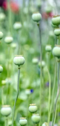 This phone live wallpaper features a close-up image of a bunch of green flowers, including poppies and pods, beautifully arranged in a row