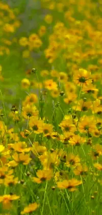 Bring the beauty of nature to your mobile device with this vibrant live wallpaper featuring a field full of bright yellow flowers and buzzing bees