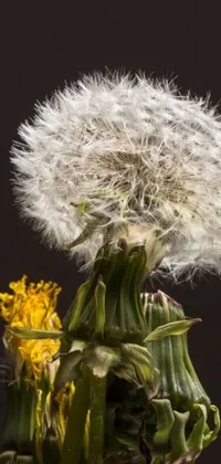 This stunning dandelion live wallpaper is the perfect way to add a touch of natural beauty to your phone