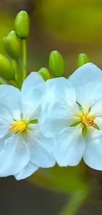 This stunning live wallpaper features two white flowers resting atop a tree, with Princess Jasmine and Princess Kida making appearances in the background