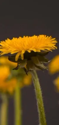 This mobile live wallpaper features a stunning macro photograph of yellow flowers in full bloom
