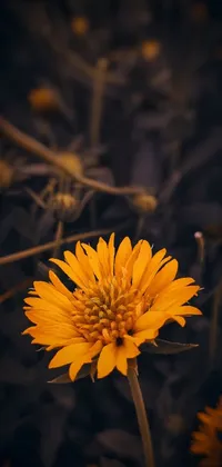 This phone live wallpaper showcases a stunning macro photograph of a yellow flower perched atop a lush green field