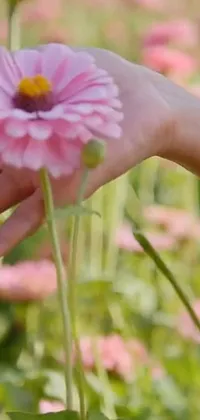 This live wallpaper showcases a fantastic pink flower held by a human hand, capturing the beauty of nature's magnificence