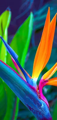 This phone live wallpaper features the vibrant and stunning bird of paradise plant in full bloom