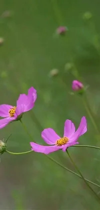 This live wallpaper showcases a serene image of delicate purple flowers swaying gently in the breeze over a green meadow