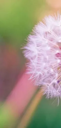 This phone live wallpaper showcases a magnificent dandelion in close-up, bursting with delicate petals and fluffy seeds