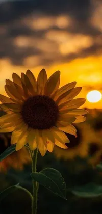 This phone live wallpaper showcases a beautiful image of a sunflower in a field at sunset, with a pleasing musical note theme