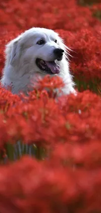 This live phone wallpaper features a white dog sitting amidst a lovely field of red flowers