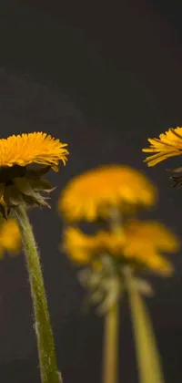 Flower Plant Grass Live Wallpaper