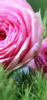 This phone live wallpaper displays a picturesque pink rose couple on a green field