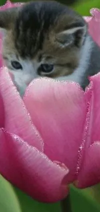 Transform your phone's wallpaper with this adorable kitten sitting atop a pink tulip flower