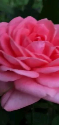 Indulge your love for nature with this stunning close-up photograph of a soft pink rose