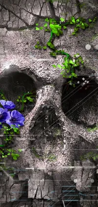 This dynamic phone live wallpaper showcases a monochrome photograph of a skull featuring purple flowers that epitomize elegance amidst inherent gloominess