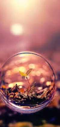 This phone live wallpaper features a stunning image of a small, green plant emerging from a clear bubble