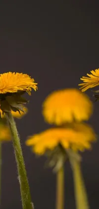 This live wallpaper for your phone features a lovely close-up photograph of yellow dandelion flowers standing in a row against a black background