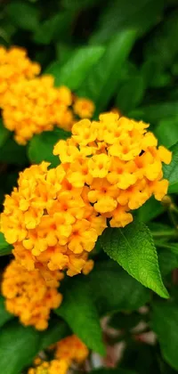 Get mesmerized by the beauty of this phone live wallpaper - a cluster of bright yellow flowers accompanied by lush green leaves, flaming shrubs and majestic queen in the background