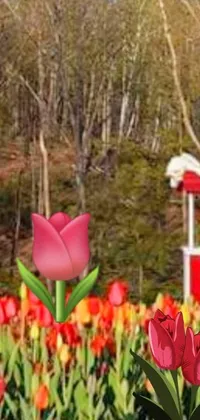 This live wallpaper features a stunning field of tulips with a red trolley in the background