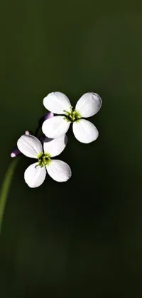 This phone live wallpaper showcases two white flowers resting on a green field