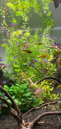 Transform your phone's home screen with a vibrantly colorful live wallpaper that features a diverse array of fish species swimming gracefully in a fish tank