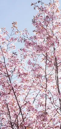 Enhance your phone display with a soothing live wallpaper featuring a delightful tree, adorned with stunning pink flowers against a vibrant blue sky