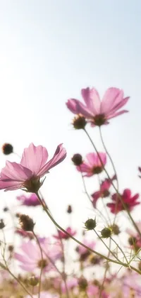 This mesmerizing phone live wallpaper features a blissful field of pink flowers set against a serene blue sky background