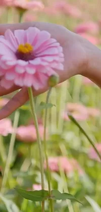 This phone wallpaper is a beautiful depiction of a person holding a pink flower in a field of vibrant flowers