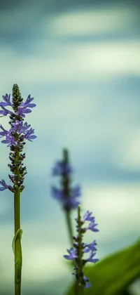 Looking for a stunning live wallpaper for your phone? This wallpaper is perfect for you! Featuring two purple flowers resting on top of a green plant, this minimalist wallpaper by Hans Schwarz is sure to impress