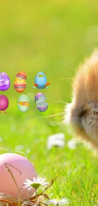 This phone live wallpaper depicts a cute rabbit in a verdant grassy field holding Easter eggs