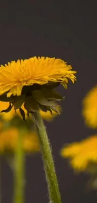 This is a stunning live wallpaper for your phone, featuring a macro photograph of yellow flowers