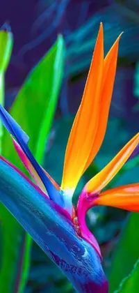 This phone live wallpaper showcases a stunning close-up of a vivid bird of paradise flower in orange and blue colors