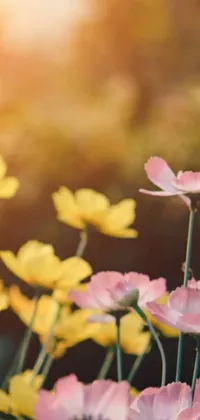This beautiful phone live wallpaper features a serene and relaxing atmosphere with a field of pink and yellow anemone flowers