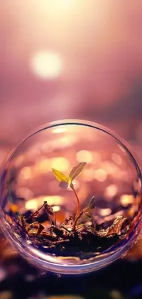 This phone live wallpaper features a digital art rendition of a small plant sprouting out of a bubble