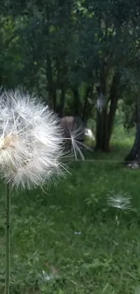 This live wallpaper features a peaceful dandelion swaying in the breeze above a luscious green field