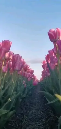 Experience the beauty of a field of pink tulips on a sunny day with this stunning live wallpaper