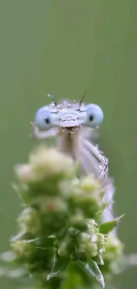 This stunning live wallpaper for phones features a colorful and intricate bug perched on a flower, with dragonflies flitting around in the background