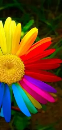 Bring some life to your mobile screen with the captivating "rainbow flower" live wallpaper