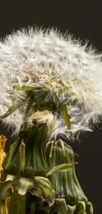 This live wallpaper for cell phones features a stunning close-up of a dandelion on a black background with white seeds growing out of it