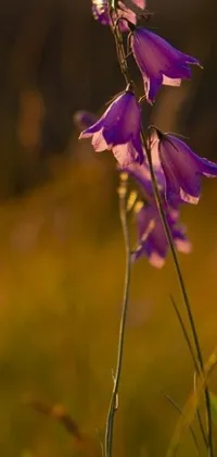 This phone live wallpaper displays a stunning image of purple flowers on a green field with a dark background