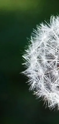This phone live wallpaper depicts a stunning close-up of a dandelion with a blurry background in high detail