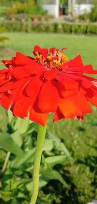This phone live wallpaper showcases a beautiful red flower on top of a lush green field