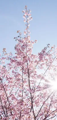 This stunning phone live wallpaper depicts a cherry tree in full bloom with the sun shining through its branches