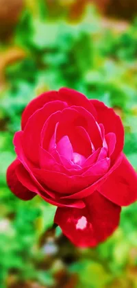 This beautiful phone live wallpaper showcases a stunning close up of a red rose in a garden