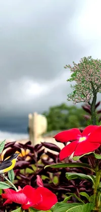 This phone live wallpaper features a tropical island scene that beautifully showcases a group of vibrant red flowers sitting on top of a lush green field