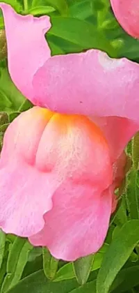 This lovely phone live wallpaper displays a close-up of a delicate pink flower blooming amongst green leaves