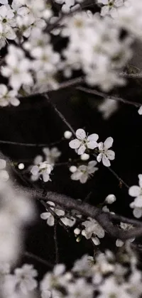 This phone live wallpaper is a stunning depiction of a black and white tree with white flowers