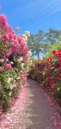 This live wallpaper features a picturesque path adorned with numerous pink and white flowers, providing a vibrant burst of colors