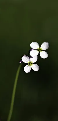 This phone live wallpaper showcases a mesmerizing macro photograph of a couple of white flowers resting on a green field, adorned with tiny stars