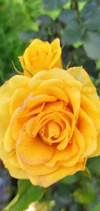 Get lost in the breathtaking beauty of this yellow rose phone live wallpaper